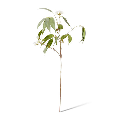 Eucalyptus Flowering Spray | White/Green