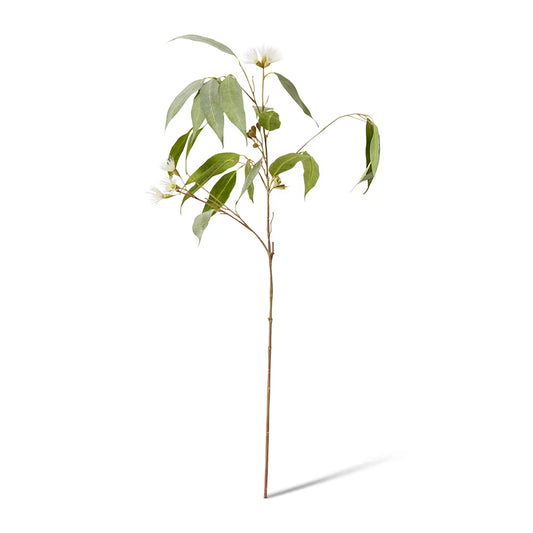 Eucalyptus Flowering Spray | White/Green