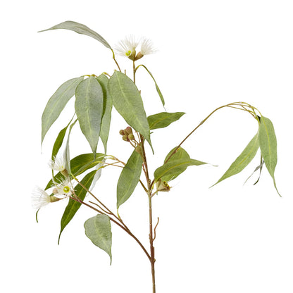 Eucalyptus Flowering Spray | White/Green