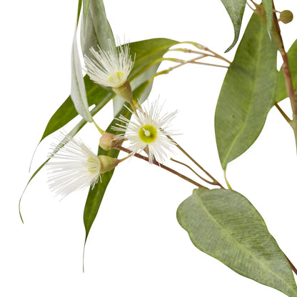 Eucalyptus Flowering Spray | White/Green