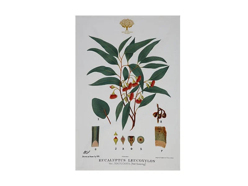 Royal Botanic Gardens Australian Botanics Tea Towel | Flowering Gum