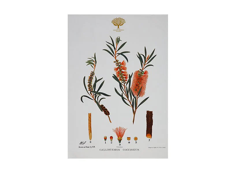 Royal Botanic Gardens Australian Botanics Tea Towel | Bottlebrush