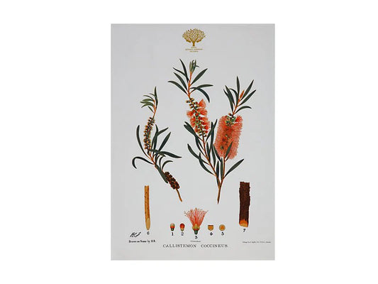Royal Botanic Gardens Australian Botanics Tea Towel | Bottlebrush
