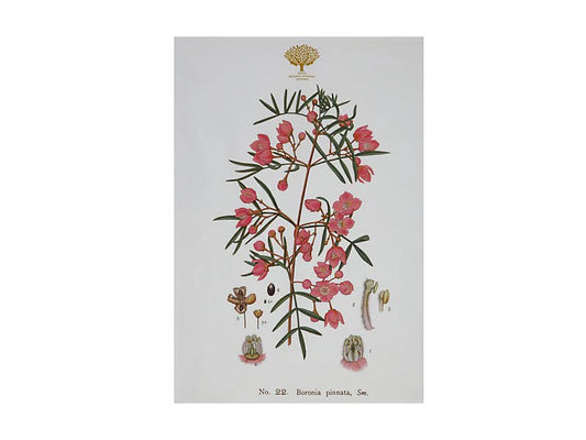 Royal Botanic Gardens Australian Botanics Tea Towel | Boronia