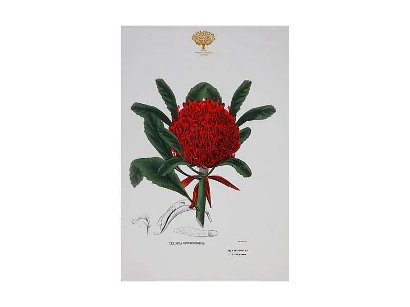 Royal Botanic Gardens Australian Botanics Tea Towel | Telopea