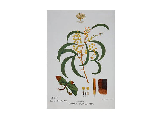 Royal Botanic Gardens Australian Botanics Tea Towel | Wattle