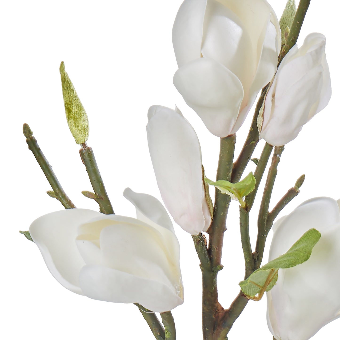 Magnolia Blossom Stem