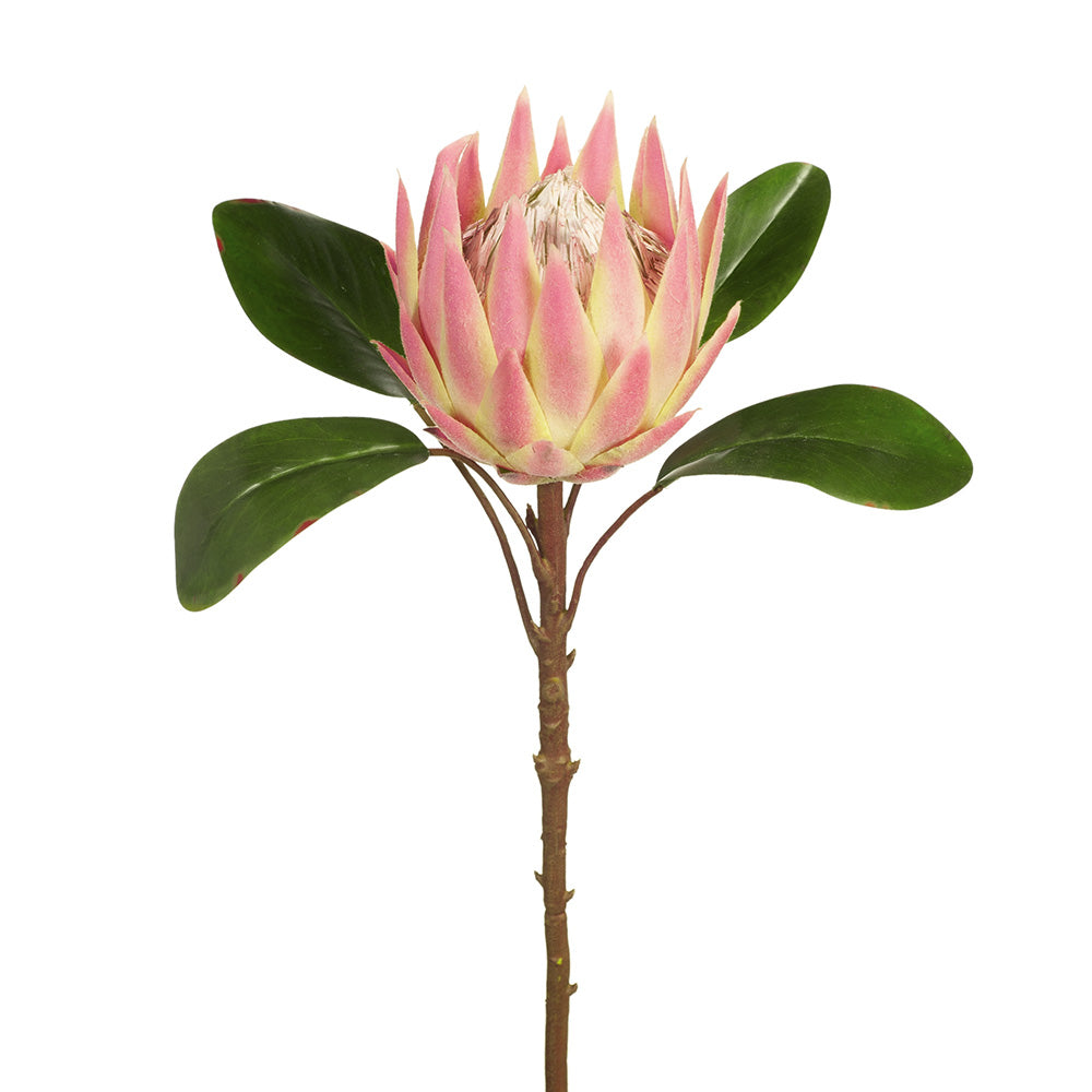 Protea King