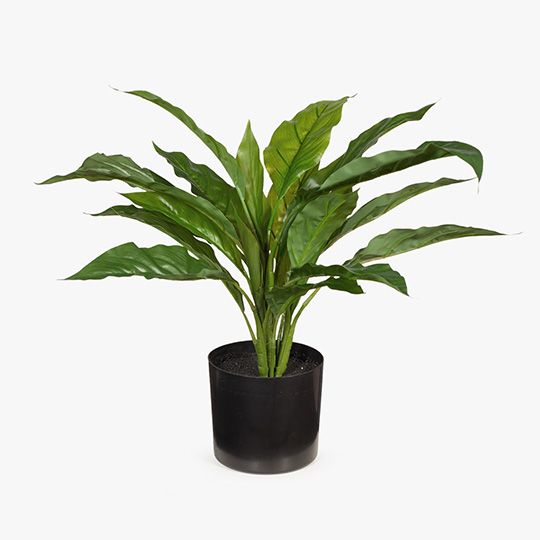 Spathiphyllum Plant in Pot
