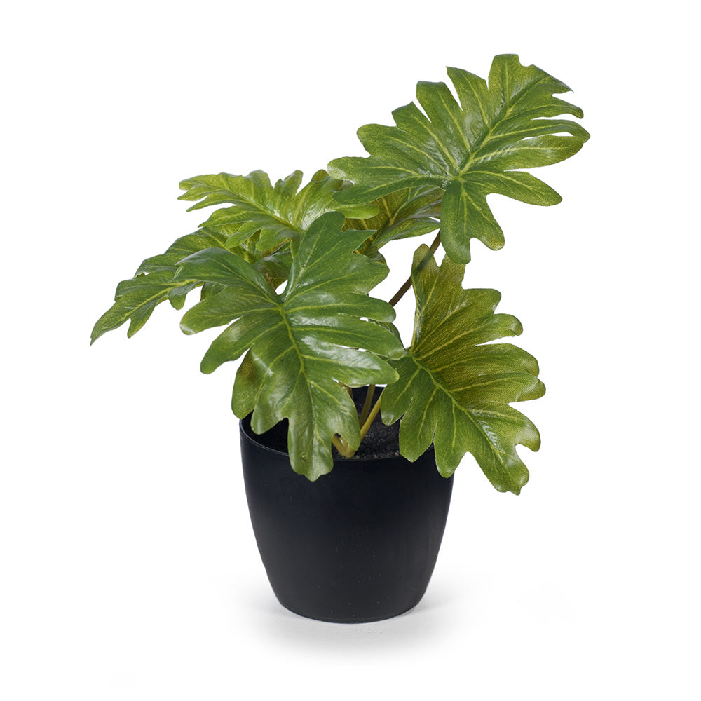 Philodendron Selloum in Pot