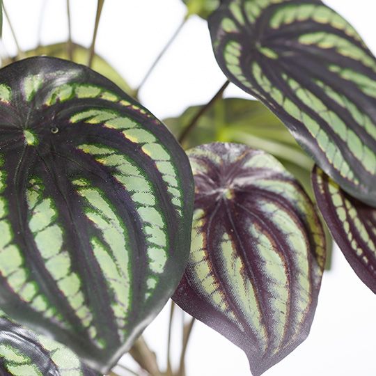 Peperomia Watermelon in Pot