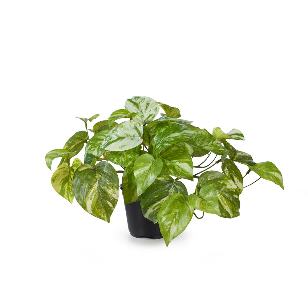 Pothos Potted