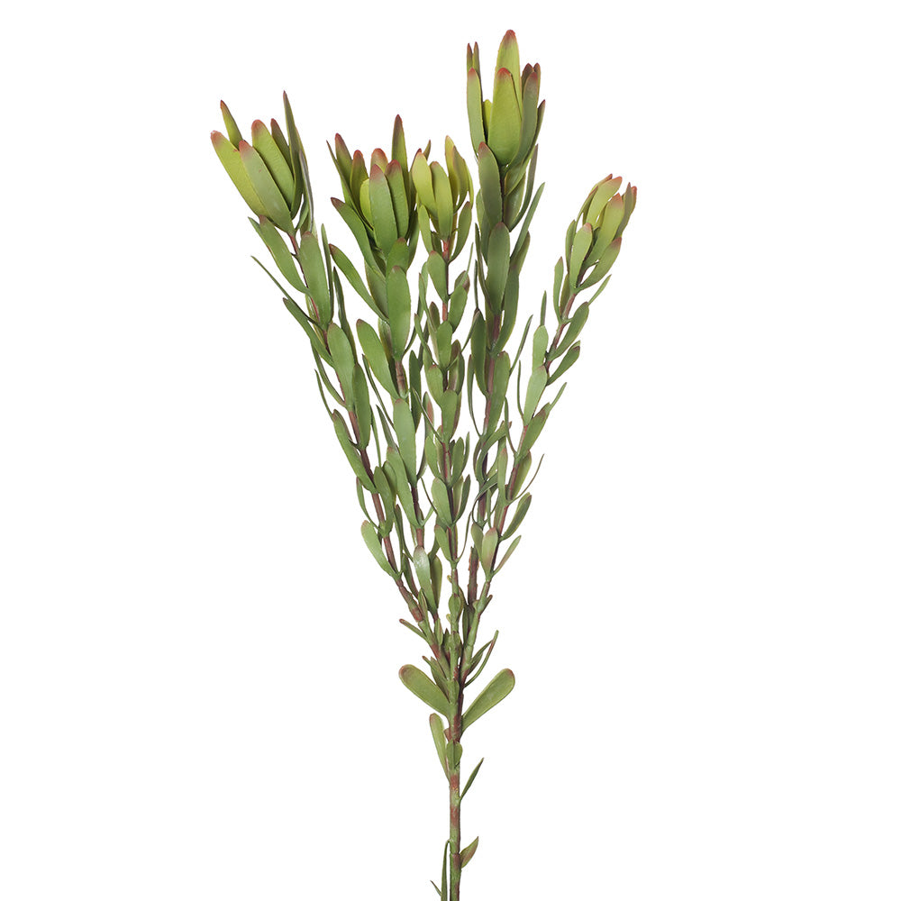 Protea Leucadendron
