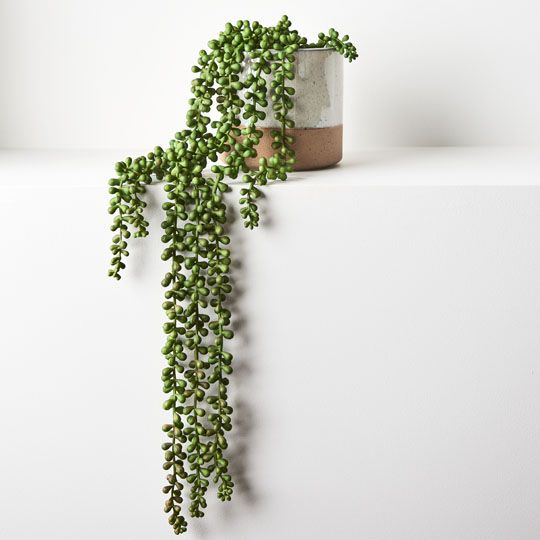 String of Pearls in Pot