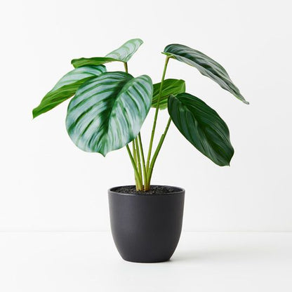 Calathea Plant in Pot