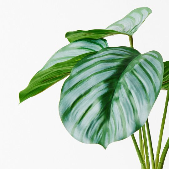 Calathea Plant in Pot