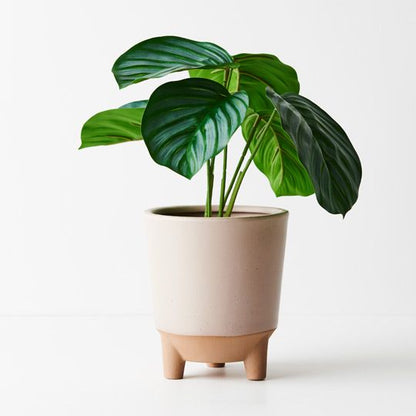 Calathea Plant in Pot