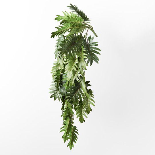 Philodendron Selloum Hanging Bush