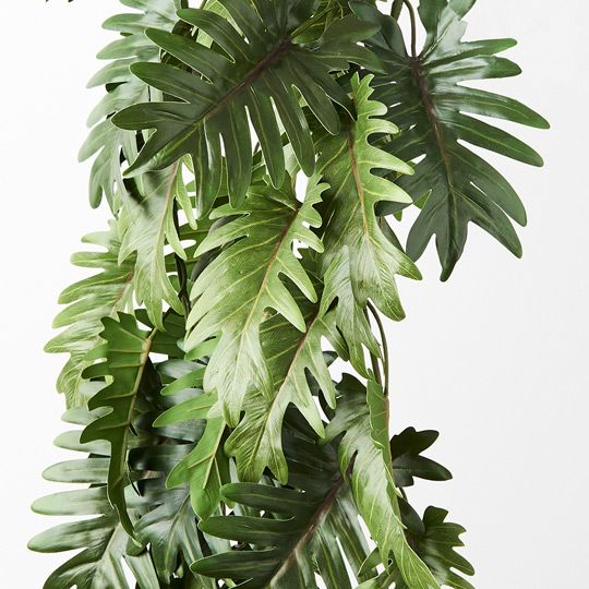 Philodendron Selloum Hanging Bush