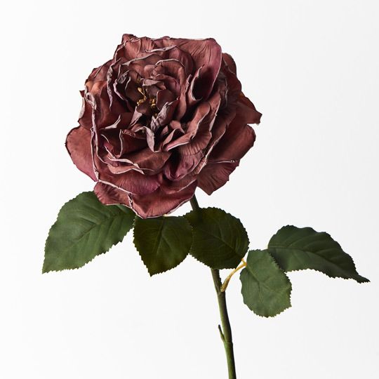 Rose Queen Livia Stem